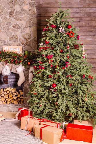 ornament  plant